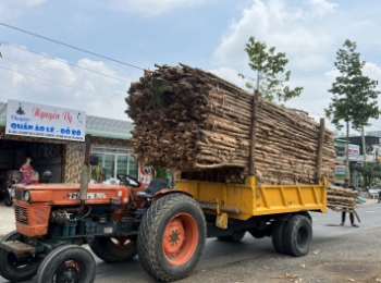 GIÁ CỪ TRÀM TIỀN GIANG HIỆN NAY