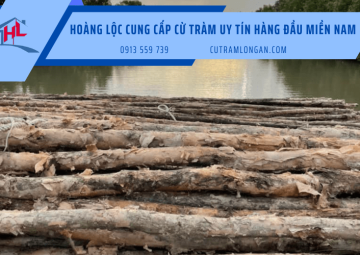 Hoàng Lộc – Địa chỉ cung cấp cừ tràm uy tín hàng đầu miền Nam