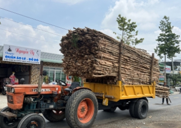 SỈ LẺ CỪ TRÀM LONG AN