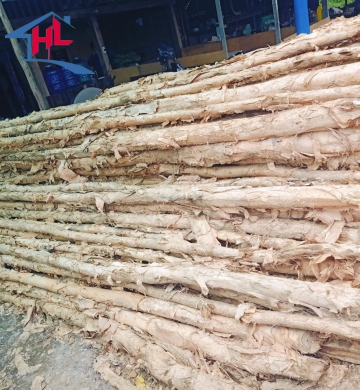 CỪ TRÀM TẠI LONG AN LOẠI 8-10