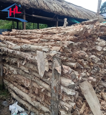 CỪ TRÀM CHẤT LƯỢNG
