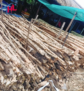 CỪ TRÀM GIÁ RẺ 4M LONG AN