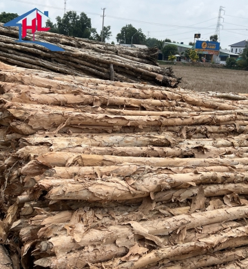 CỪ TRÀM LONG AN 8 -10 CM