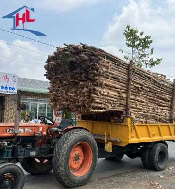 CỪ TRÀM LONG AN 12-14CM