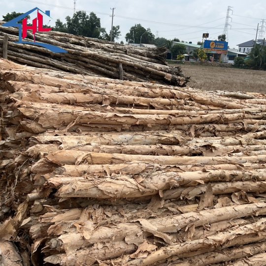 CỪ TRÀM LONG AN 8 -10 CM